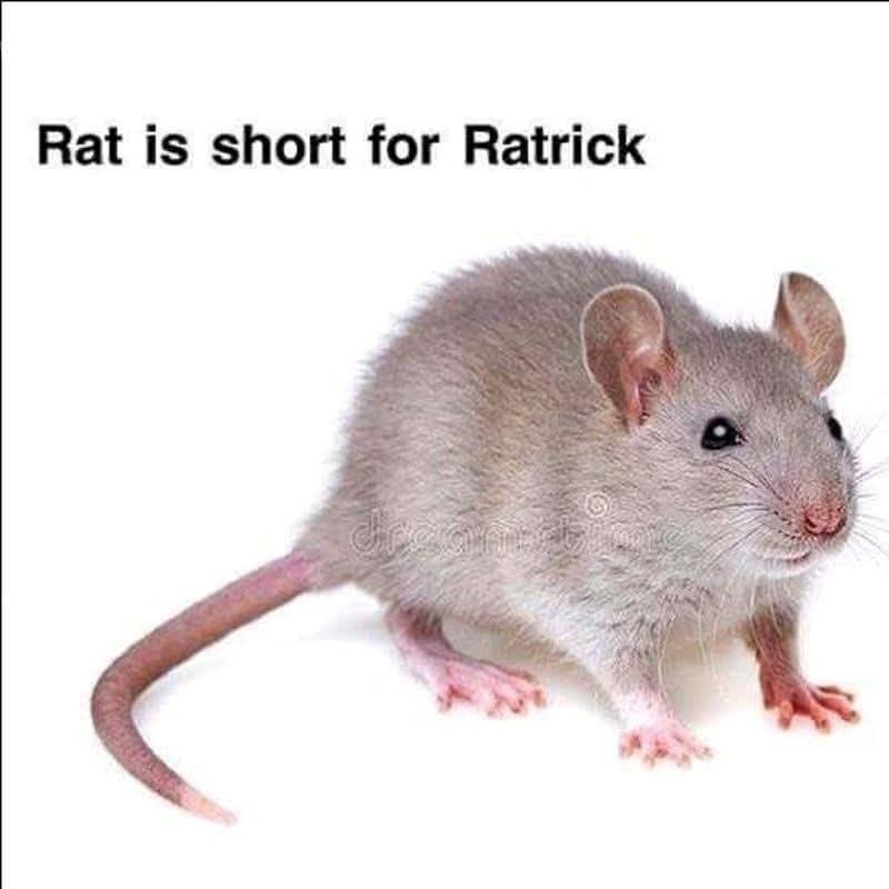 Rat is short for Ratrick
