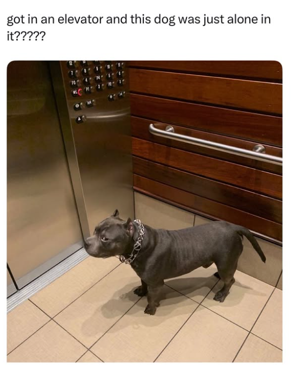 got in an elevator and this dog was just alone in it?????