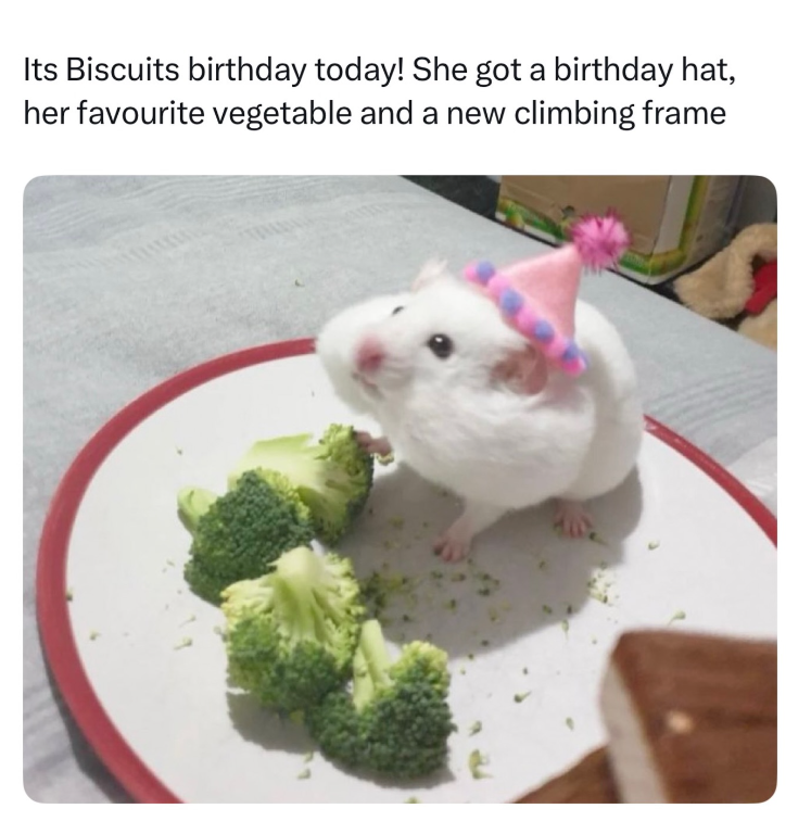 Its Biscuits birthday today! She got a birthday hat, her favourite vegetable and a new climbing frame