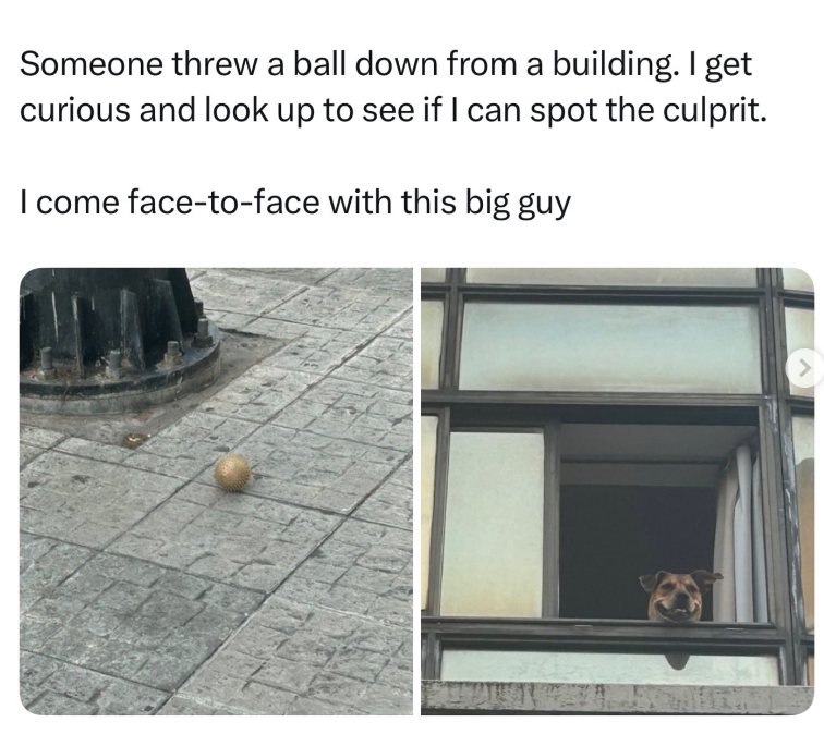 Someone threw a ball down from a building. I get curious and look up to see if I can spot the culprit. I come face-to-face with this big guy