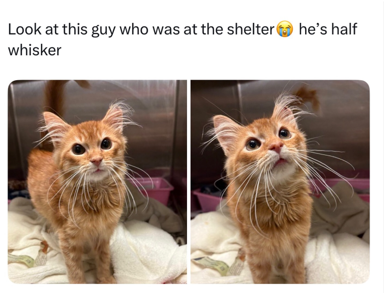 Look at this guy who was at the shelter he's half whisker