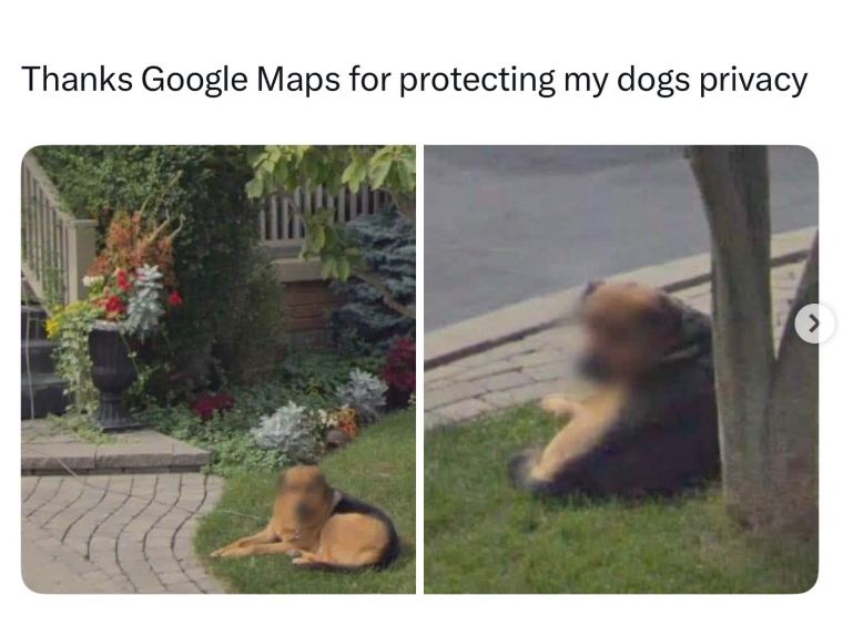 Thanks Google Maps for protecting my dogs privacy >
