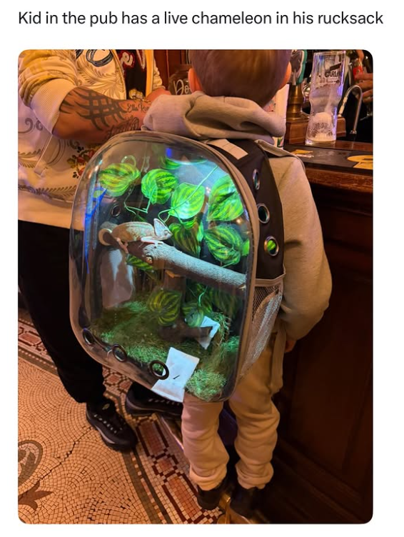 Kid in the pub has a live chameleon in his rucksack De