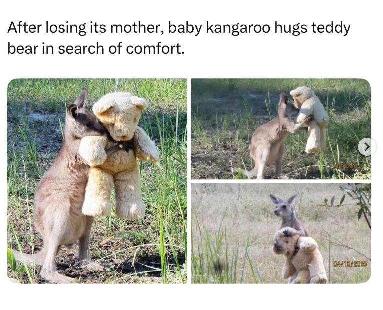 After losing its mother, baby kangaroo hugs teddy bear in search of comfort. 04/10/2015