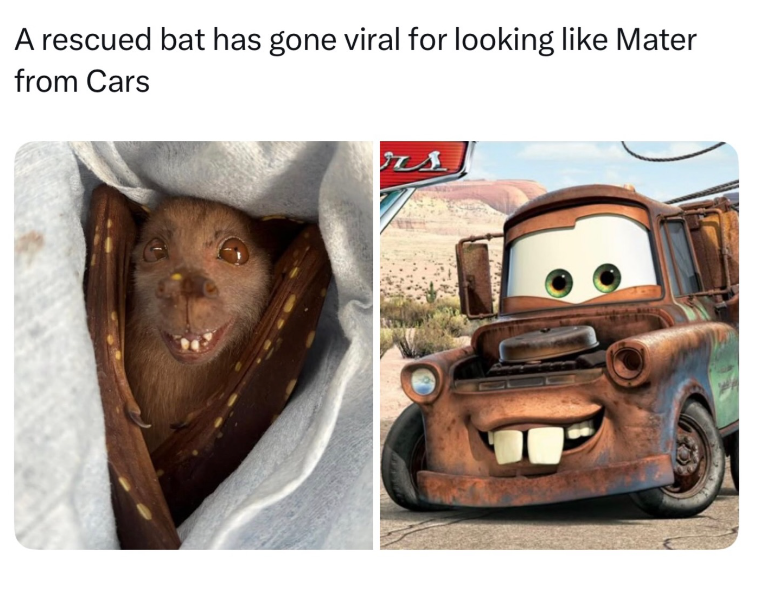 A rescued bat has gone viral for looking like Mater from Cars s