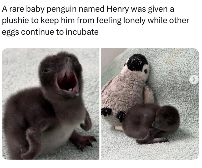 A rare baby penguin named Henry was given a plushie to keep him from feeling lonely while other eggs continue to incubate