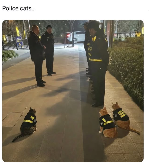 Police cats...