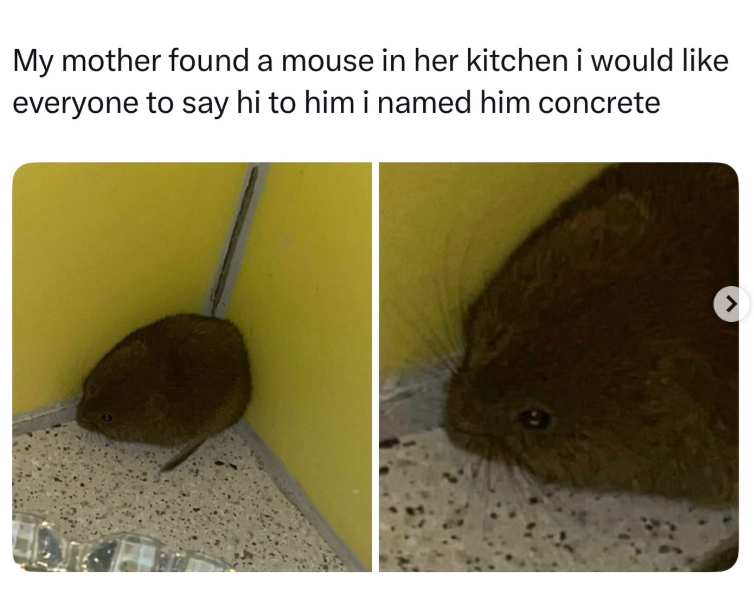 My mother found a mouse in her kitchen i would like everyone to say hi to him i named him concrete >