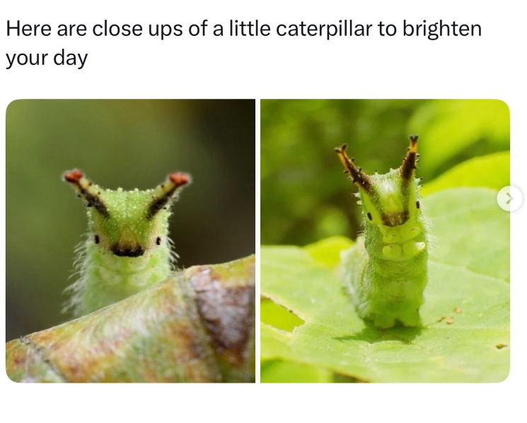 Here are close ups of a little caterpillar to brighten your day