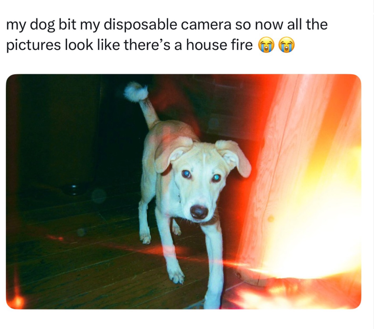 my dog bit my disposable camera so now all the pictures look like there's a house fire