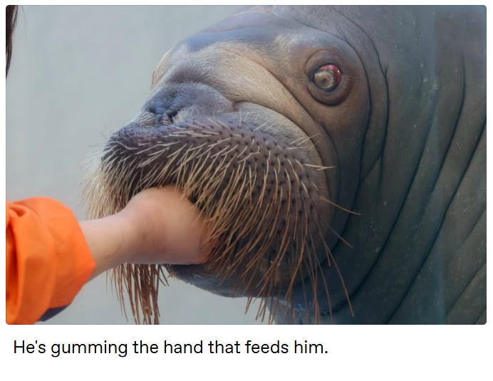 He's gumming the hand that feeds him.