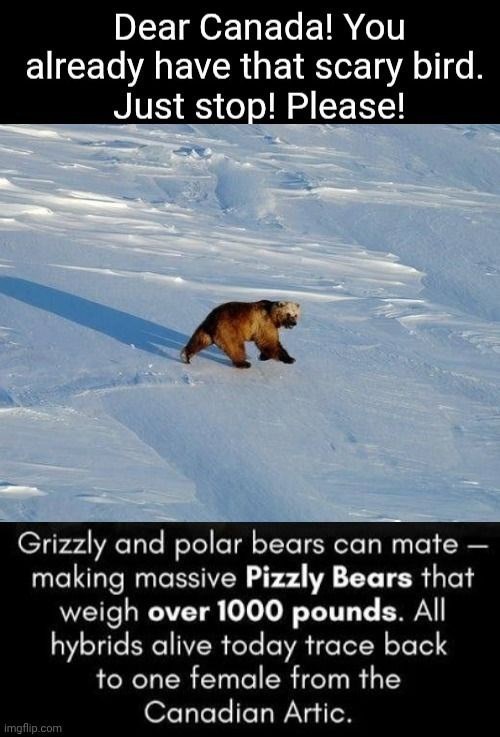 Dear Canada! You already have that scary bird. Just stop! Please! Grizzly and polar bears can mate making massive Pizzly Bears that weigh over 1000 pounds. All hybrids alive today trace back to one female from the Imgflip.com Canadian Artic.