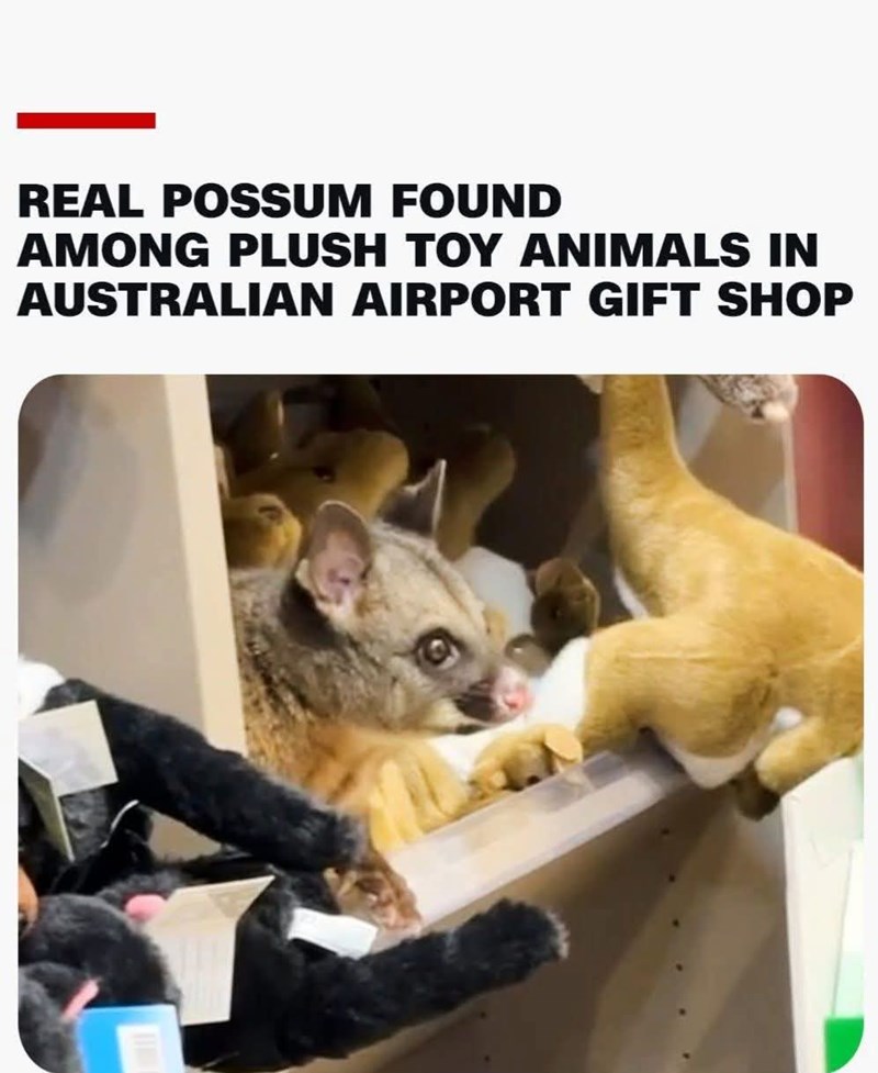 REAL POSSUM FOUND AMONG PLUSH TOY ANIMALS IN AUSTRALIAN AIRPORT GIFT SHOP
