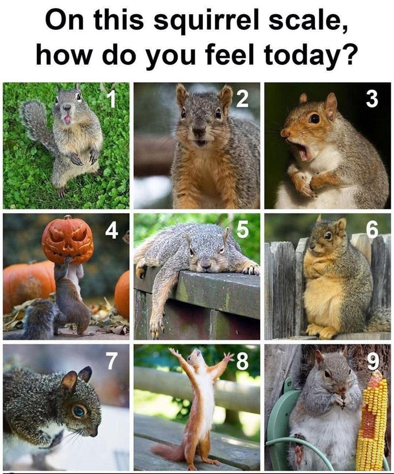 On this squirrel scale, how do you feel today? 2 3 4 5 CO 6 7 *8 6