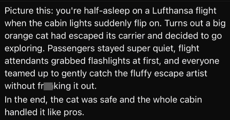 Picture this: you're half-asleep on a Lufthansa flight when the cabin lights suddenly flip on. Turns out a big orange cat had escaped its carrier and decided to go exploring. Passengers stayed super quiet, flight attendants grabbed flashlights at first, and everyone teamed up to gently catch the fluffy escape artist without fr king it out. In the end, the cat was safe and the whole cabin handled it like pros.