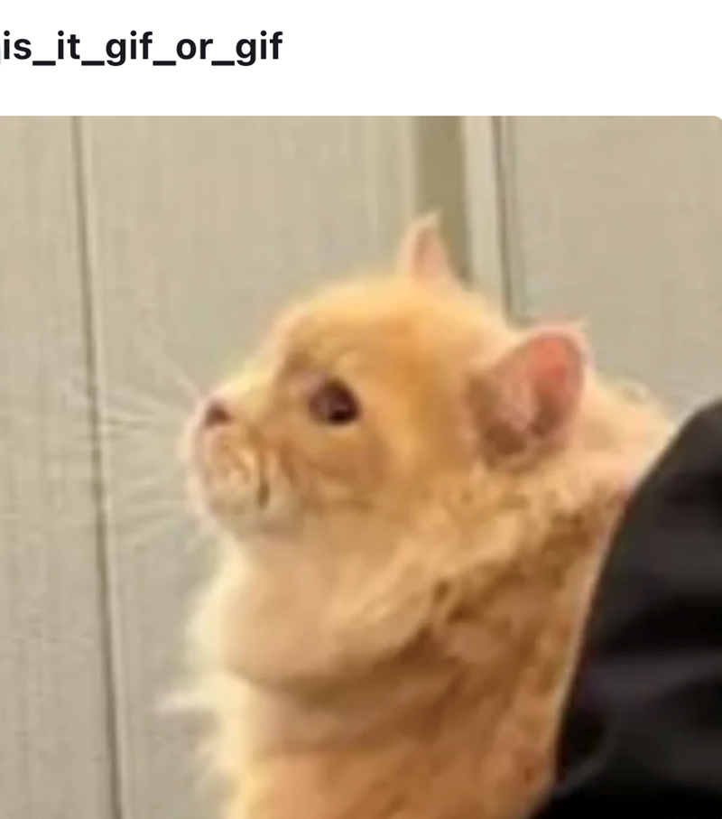 is_it_gif_or_gif