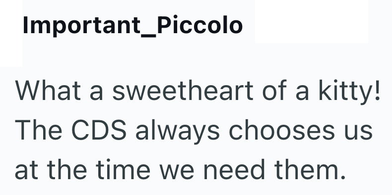 Important Piccolo What a sweetheart of a kitty! The CDS always chooses us at the time we need them.