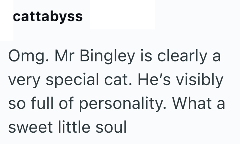 cattabyss Omg. Mr Bingley is clearly a very special cat. He's visibly so full of personality. What a sweet little soul