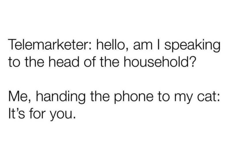 Telemarketer: hello, am I speaking to the head of the household? Me, handing the phone to my cat: It's for you.