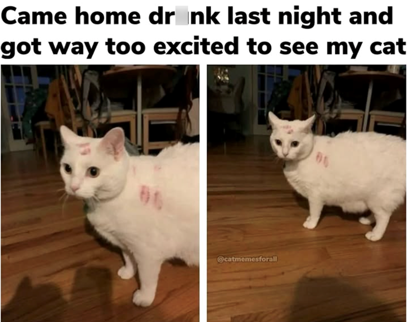 Came home drank last night and got way too excited to see my cat 86 @catmemesforall