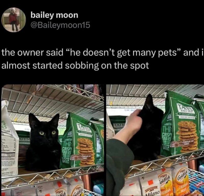 bailey moon @Baileymoon15 the owner said "he doesn't get many pets" and i almost started sobbing on the spot Allone ATES THIN CRISPY COOKIES BRONG CHERAS OF TATE THIN CRISPY COOKIES BRYNG BAKE SOUTHAMPTO CHOCOLATE CH Milano oldfish HEDDAR Goldfish CHEDDAR
