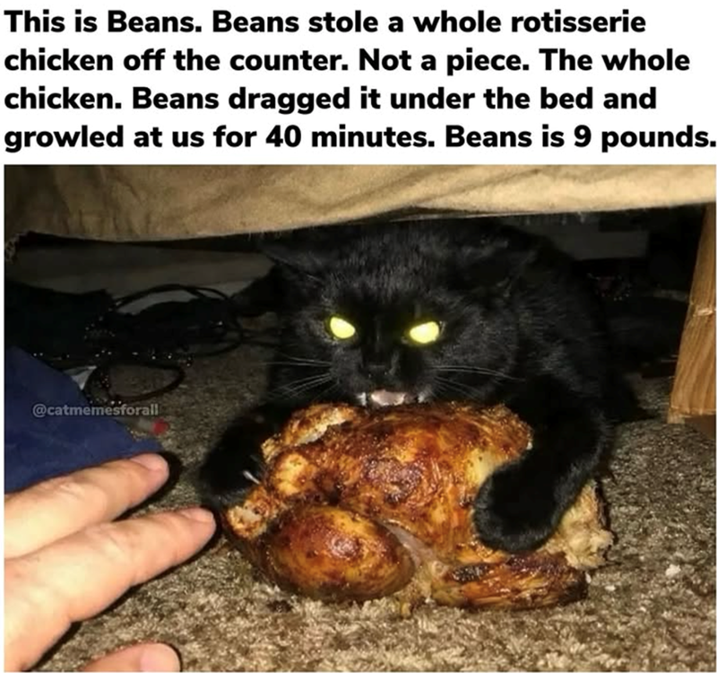 This is Beans. Beans stole a whole rotisserie chicken off the counter. Not a piece. The whole chicken. Beans dragged it under the bed and growled at us for 40 minutes. Beans is 9 pounds. @catmemesforall