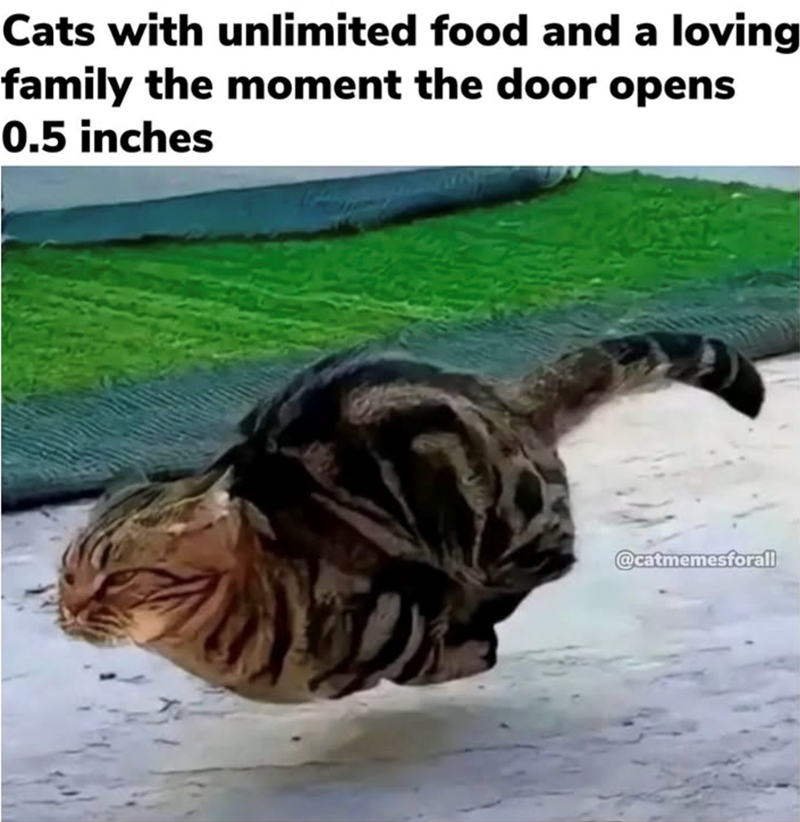 Cats with unlimited food and a loving family the moment the door opens 0.5 inches @catmemesforall