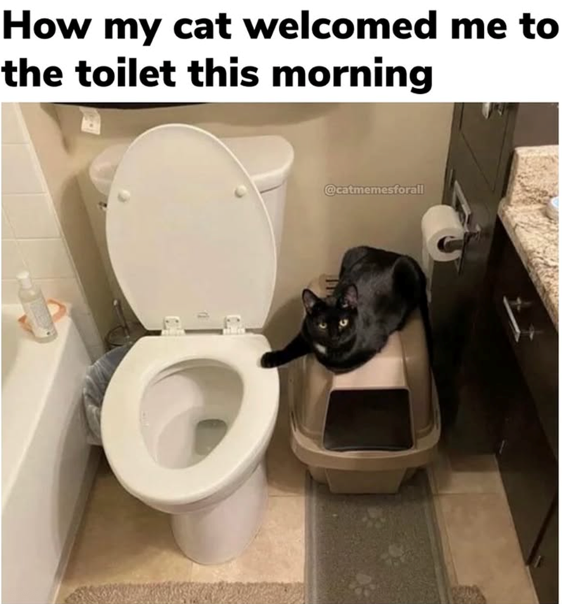 How my cat welcomed me to the toilet this morning @catmemesforall