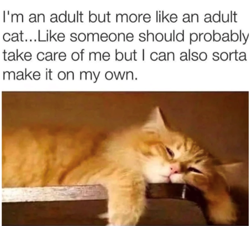 I'm an adult but more like an adult cat...Like someone should probably take care of me but I can also sorta make it on my own.