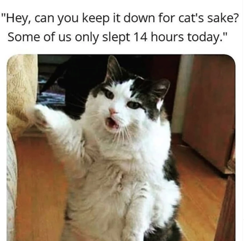 "Hey, can you keep it down for cat's sake? Some of us only slept 14 hours today."