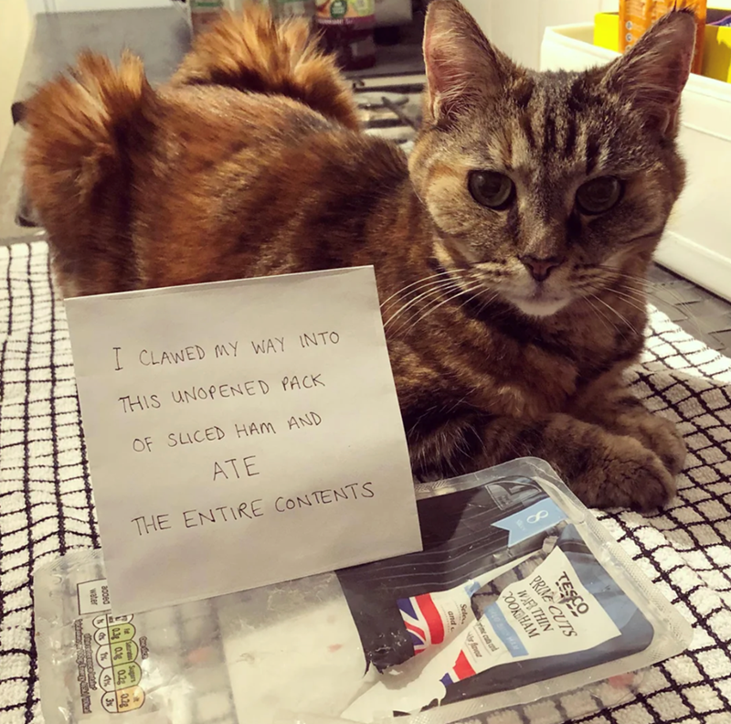 I CLAWED MY WAY INTO THIS UNOPENED PACK OF SLICED HAM AND ATE THE ENTIRE CONTENTS 8 COOK HAM WAR THIN PRIVE CUTS TESCO favour