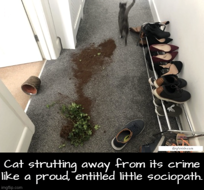 Brightside.com Cat strutting away from its crime like a proud, entitled little sociopath. imgflip.com