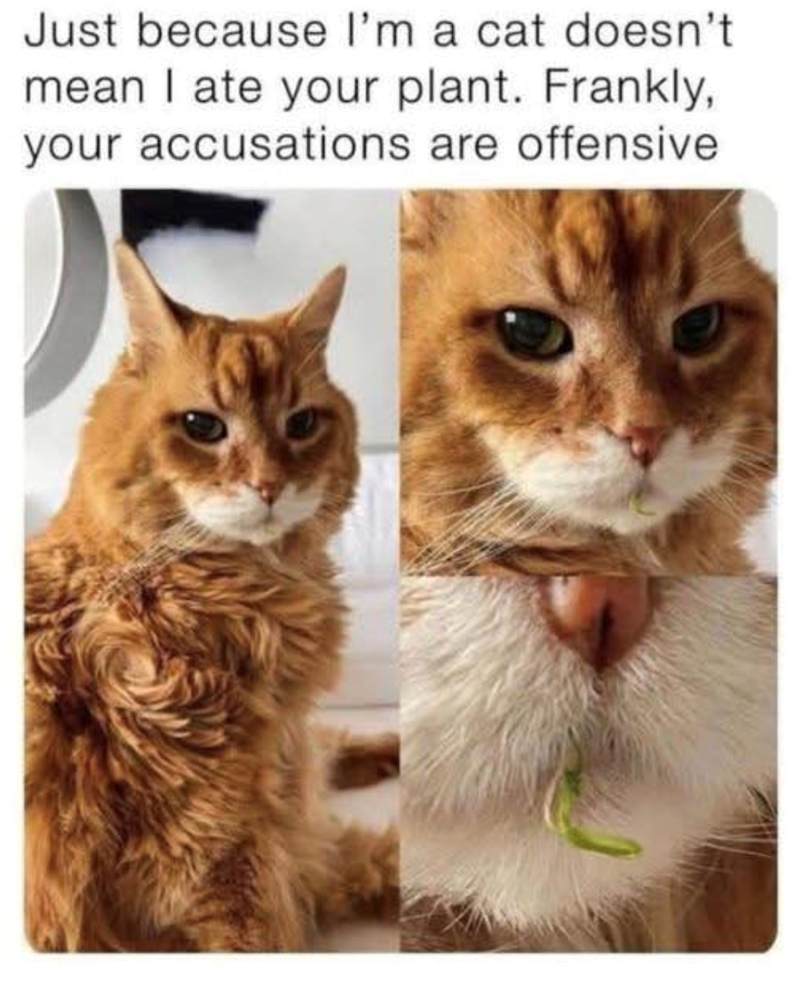 Just because I'm a cat doesn't mean I ate your plant. Frankly, your accusations are offensive
