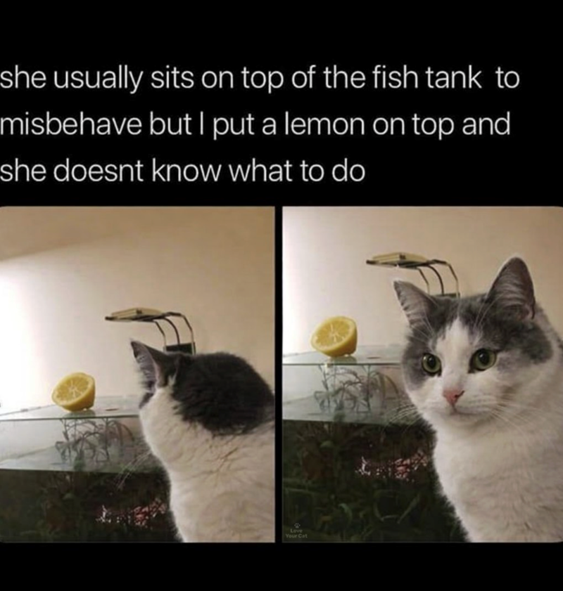 she usually sits on top of the fish tank to misbehave but I put a lemon on top and she doesnt know what to do Love Your Cat