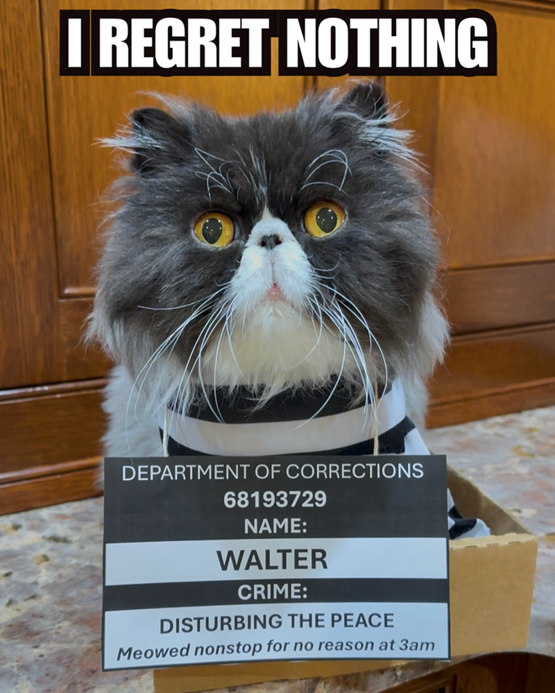 I REGRET NOTHING DEPARTMENT OF CORRECTIONS 68193729 NAME: WALTER CRIME: DISTURBING THE PEACE Meowed nonstop for no reason at 3am