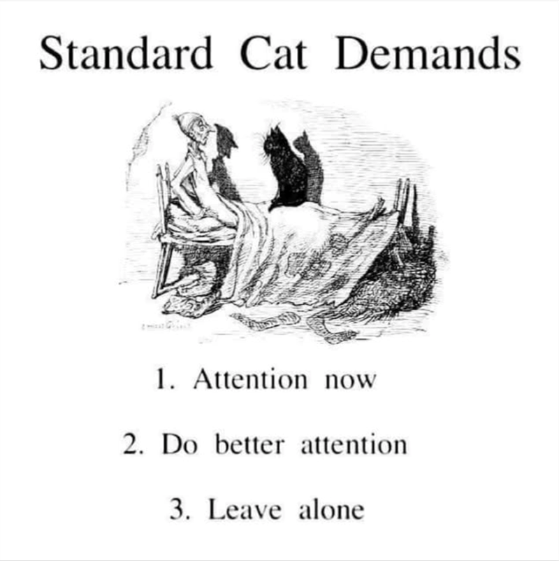 Standard Cat Demands 1. Attention now 2. Do better attention 3. Leave alone