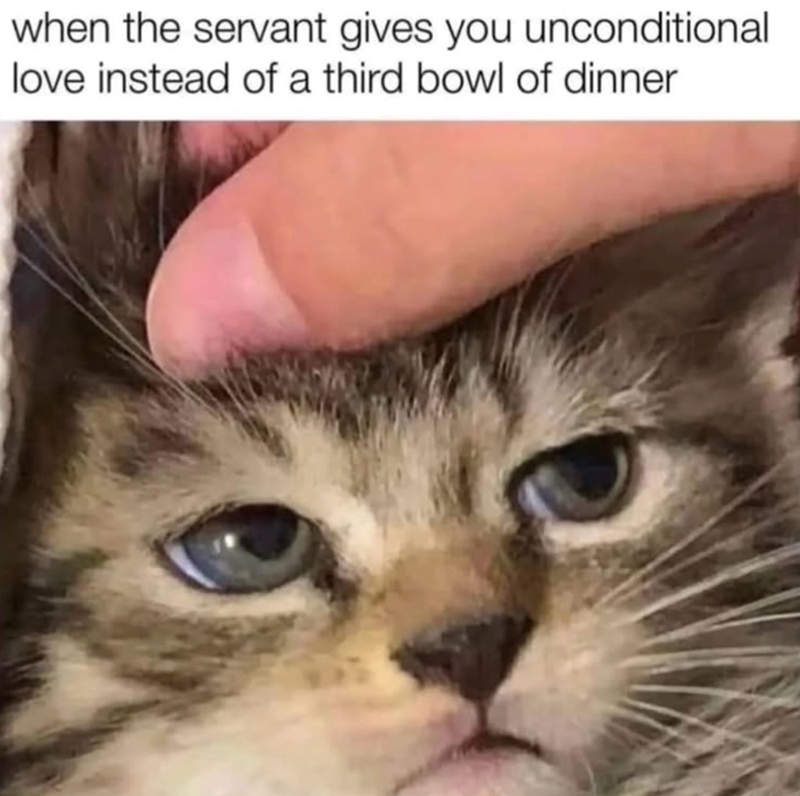when the servant gives you unconditional love instead of a third bowl of dinner