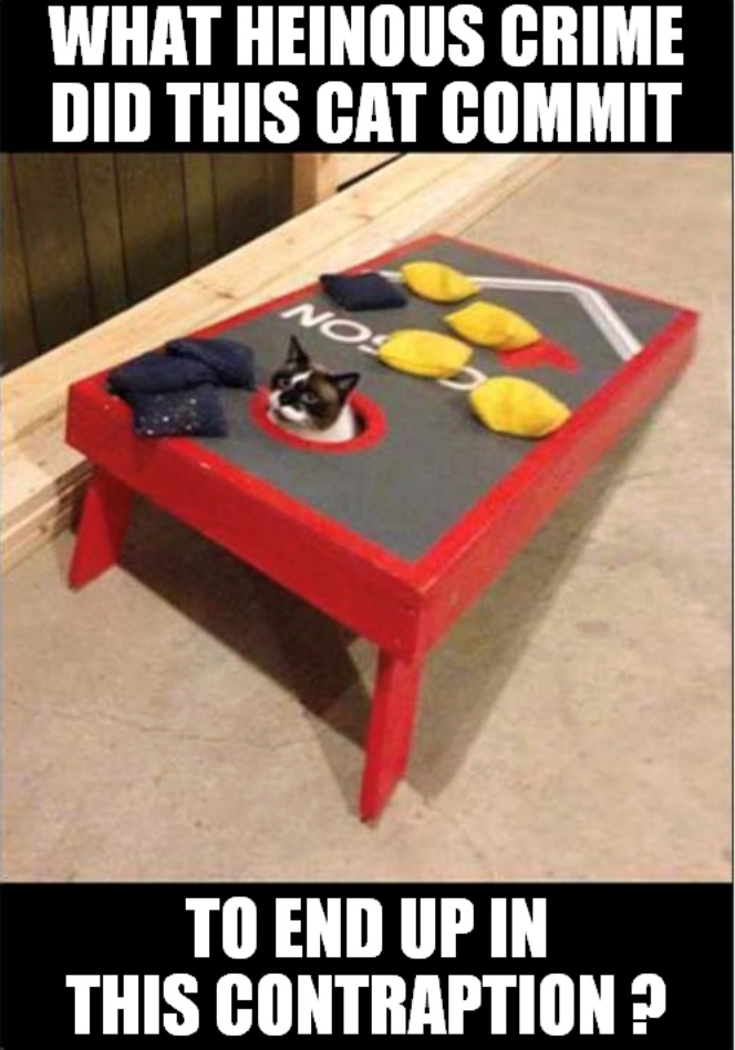 WHAT HEINOUS CRIME DID THIS CAT COMMIT NOS TO END UP IN THIS CONTRAPTION?