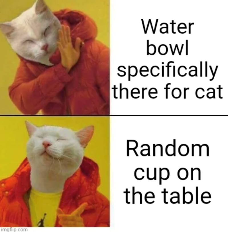 imgflip.com Water bowl specifically there for cat Random cup on the table