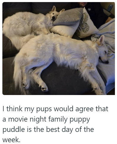 I think my pups would agree that a movie night family puppy puddle is the best day of the week.