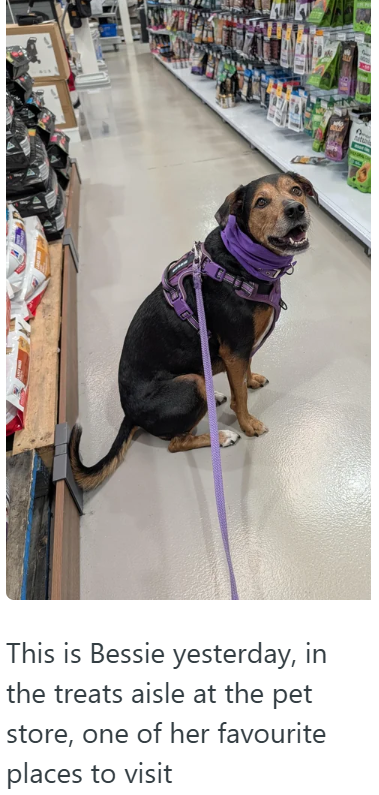 natu This is Bessie yesterday, in the treats aisle at the pet store, one of her favourite places to visit