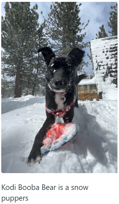 Kodi Booba Bear is a snow puppers