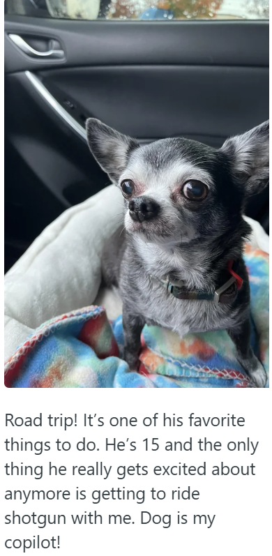 Road trip! It's one of his favorite things to do. He's 15 and the only thing he really gets excited about anymore is getting to ride shotgun with me. Dog is my copilot!