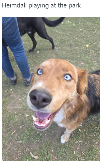 Heimdall playing at the park