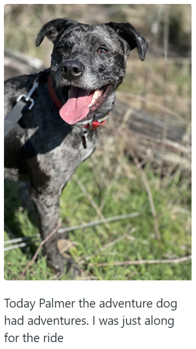 Today Palmer the adventure dog had adventures. I was just along for the ride