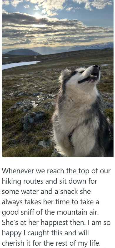 Whenever we reach the top of our hiking routes and sit down for some water and a snack she always takes her time to take a good sniff of the mountain air. She's at her happiest then. I am so happy I caught this and will cherish it for the rest of my life.