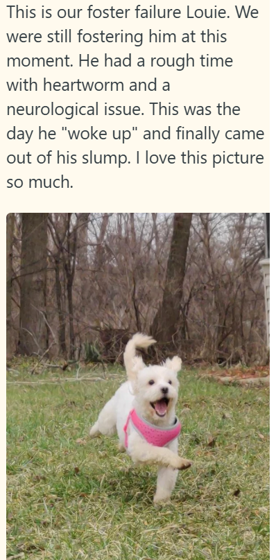 This is our foster failure Louie. We were still fostering him at this moment. He had a rough time with heartworm and a neurological issue. This was the day he "woke up" and finally came out of his slump. I love this picture so much.