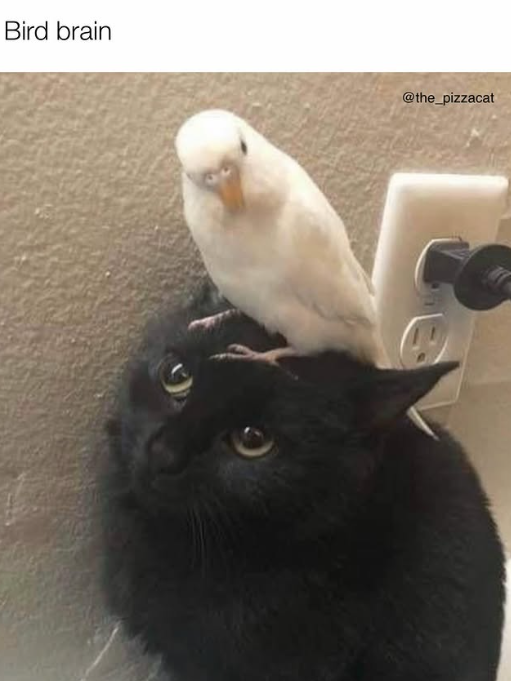 Bird brain @the_pizzacat
