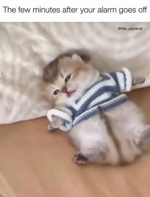 The few minutes after your alarm goes off @the_pizzacat