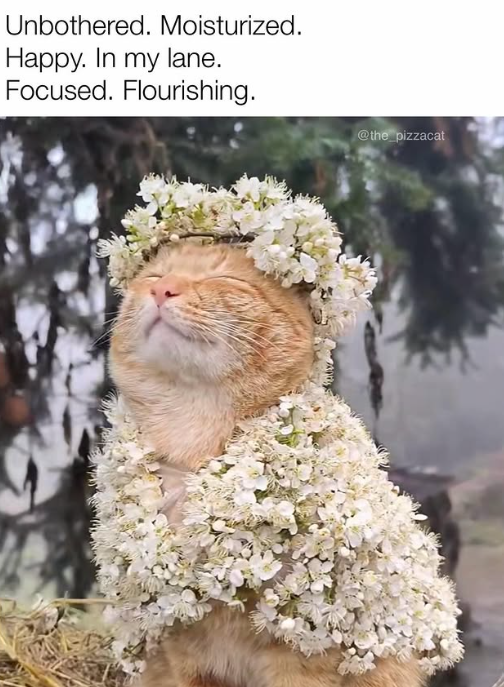 Unbothered. Moisturized. Happy. In my lane. Focused. Flourishing. @the_pizzacat